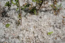 杨絮满天飞舞引发众怒，造成一定的安全隐患，为何不砍光它们呢？图片