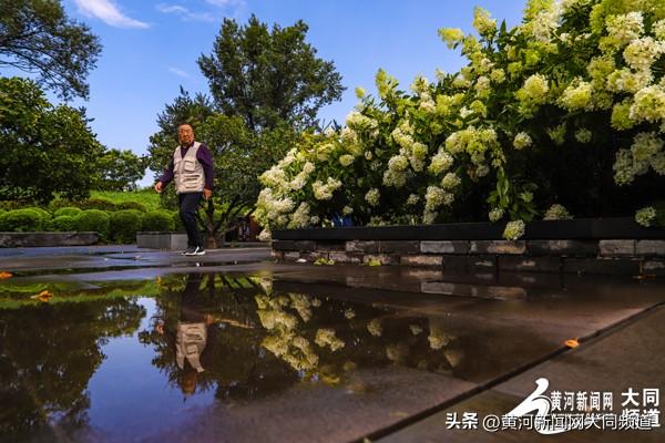 大同古城南城墙绣球花绽放 吸引众多游客市民