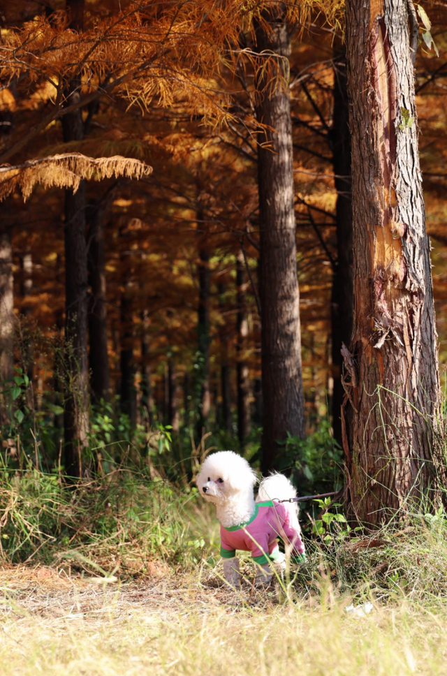 含“金”量还在上升！速冲→