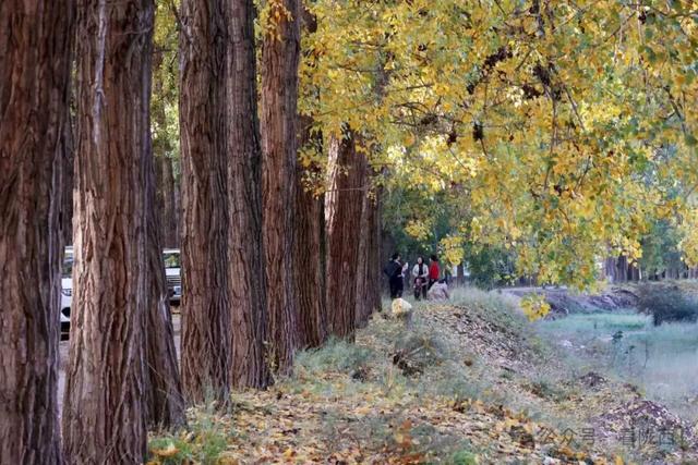 【图观陇西·新视角】陇西菜子四零四：白杨金黄 秒入油画