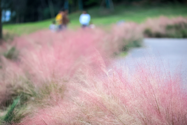 组图：深秋粉黛 邂逅城中小浪漫