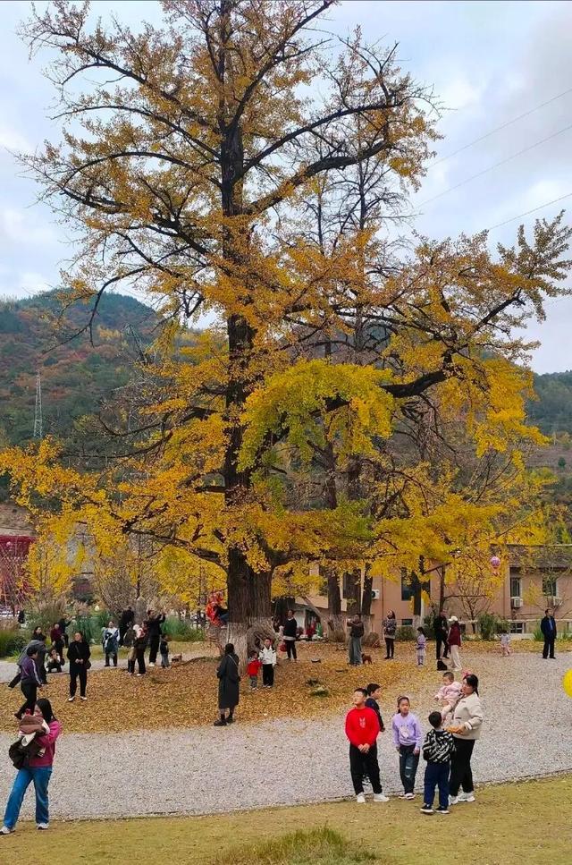 藏不住了！嘉陵镇这份治愈系美景，承包你所有的诗和远方～