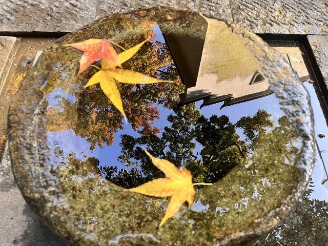 “红叶指南”迎来醉美秋色！杭州坐公交赏秋这么走