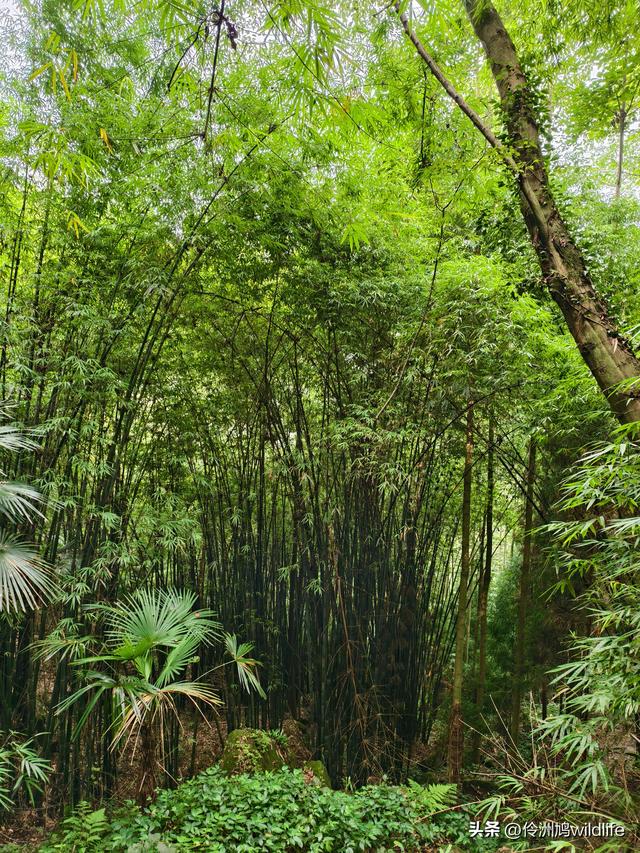 成都徒步（69）·彭州篇⑯法藏寺环线（桥断未走通）