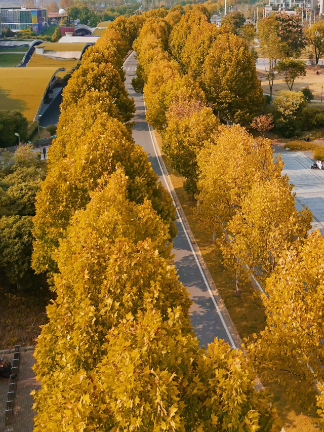 《长沙秋韵地图》发布！这抹限定绚烂，再不去就晚了