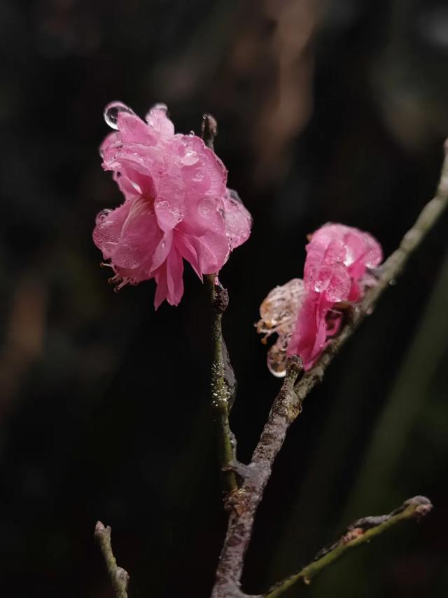 罕见一幕现身醴陵，即将消失！