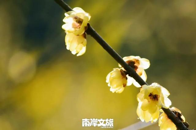 冬日游南山，把这份“梅”好带回家