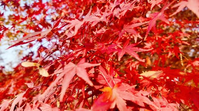 冬日美景 上党鸡爪槭火红绚烂