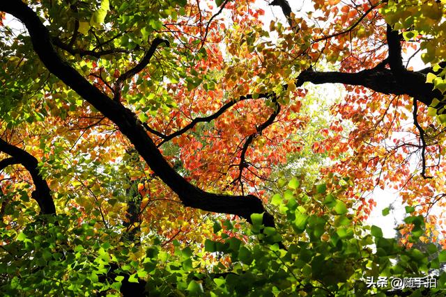 秋色绚烂，上海闵行红园乌桕色彩斑斓梦幻如画