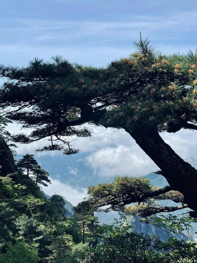 黄山入选中国最美十大名山，它到底美在哪？ | 超级皖黄山市争霸赛等你来战