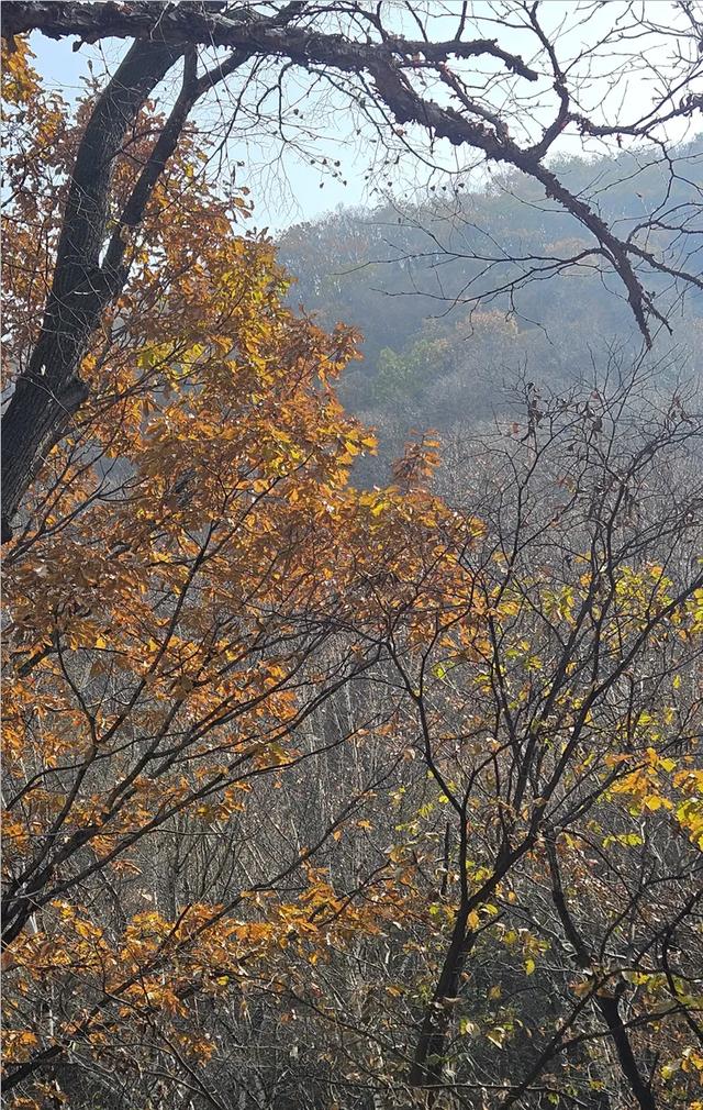 一脚踏进雪与秋的交界处，京郊深山里藏着深秋最温柔的惊喜！​