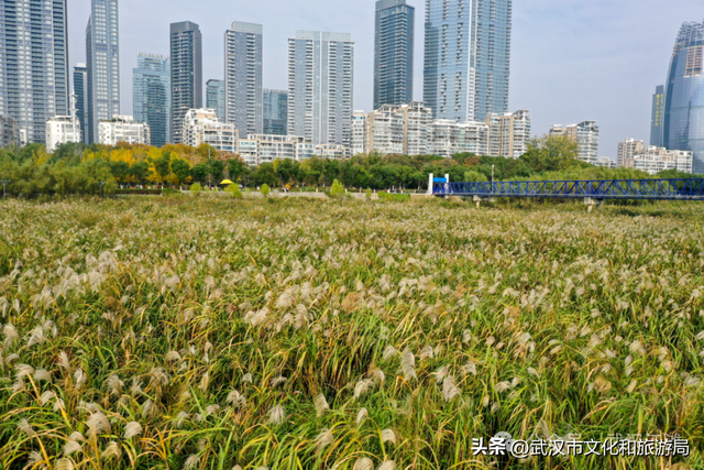芦花不够看？江滩的银杏已经美疯了！