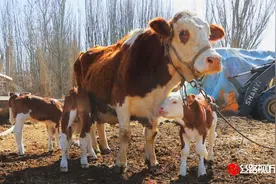 五十万分之一的概率！博湖县“牛妈妈”诞下三胞胎图片