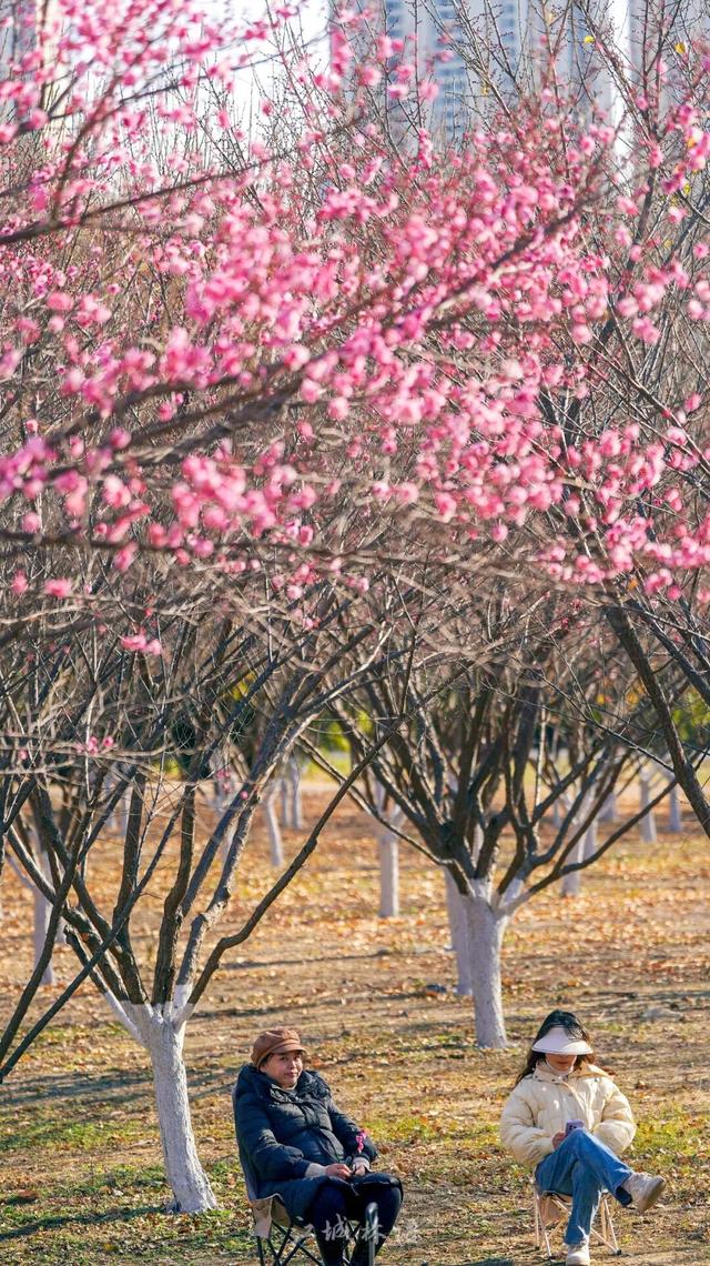 粉色花海开爆！武汉每个区都有，116处全部免费