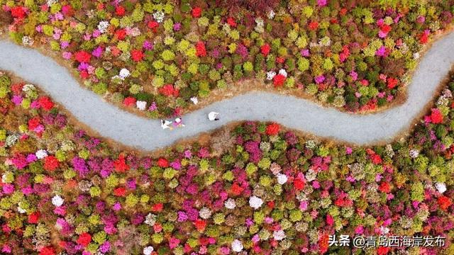 杜鹃花免费送！来西海岸赏花海、看演出！