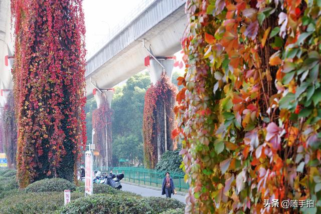 邂逅初冬美景，上海地铁11号线安亭段桥墩爬山虎红了