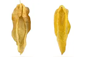 大众消费者最喜欢的北海鱼胶有多少种类，进来认识一下吧图片