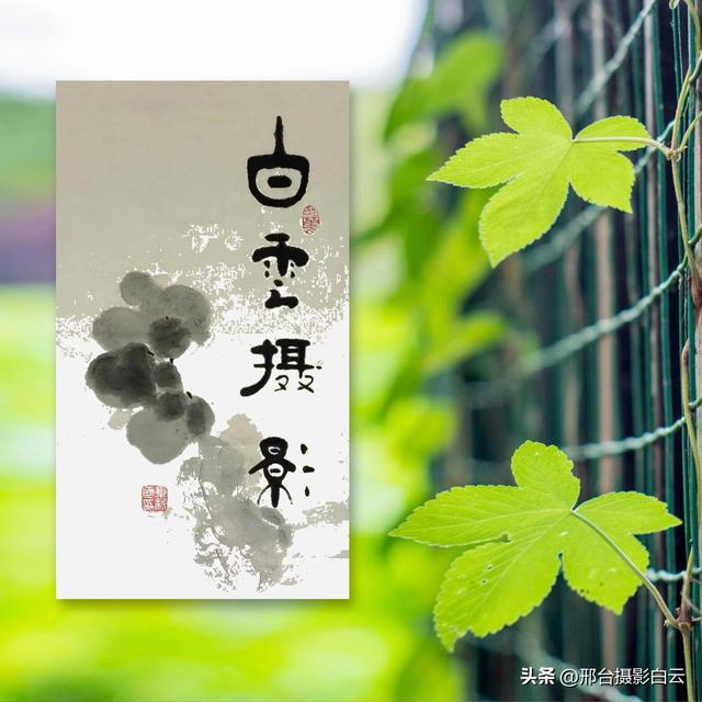 达活泉公园绿草如茵，碧波荡漾（图）