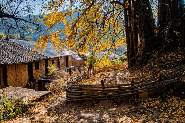 11月，去赏银杏吧！8个高颜值赏秋地，速来拍美照，挑一个就出发