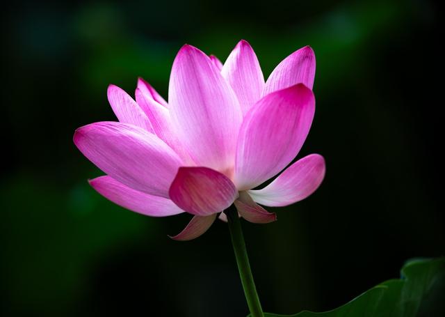 北海公园的荷花有很大的不同，美艳动人