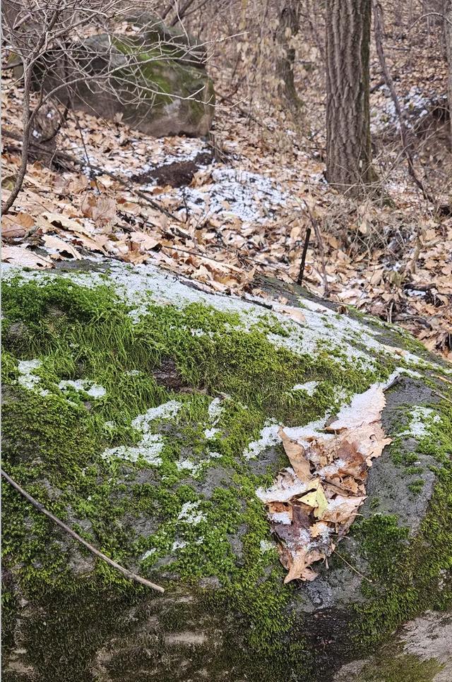 一脚踏进雪与秋的交界处,京郊深山里藏着深秋最温柔的惊喜!