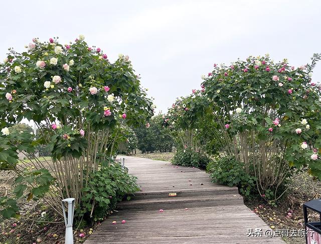 成都市区最美芙蓉花，王者风范，植物迷宫更是惊艳，不要门票！