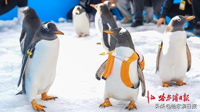 “十一”期间每日三场免费看！“淘学企鹅”国庆大巡游时间确定