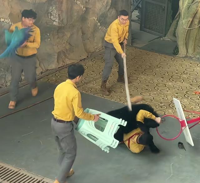 后续！动物园熊和饲养员打架，熊还会绊腿，动物园回应，原因曝光