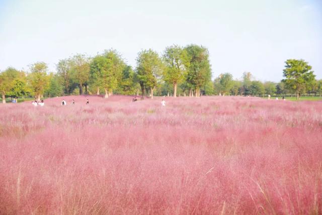 未央之秋，共赴一场金色约会