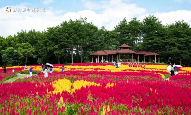 园博苑灯会、市集“常驻”啦！还有绝美花海……