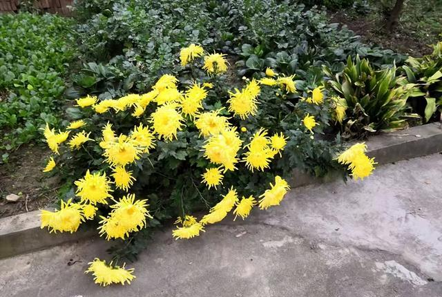 小院子里的耐寒“6宝”，不想冬天小院里光秃秃的难看，种上它们