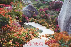 本周六开放！420多个品种三角梅“大合唱”图片