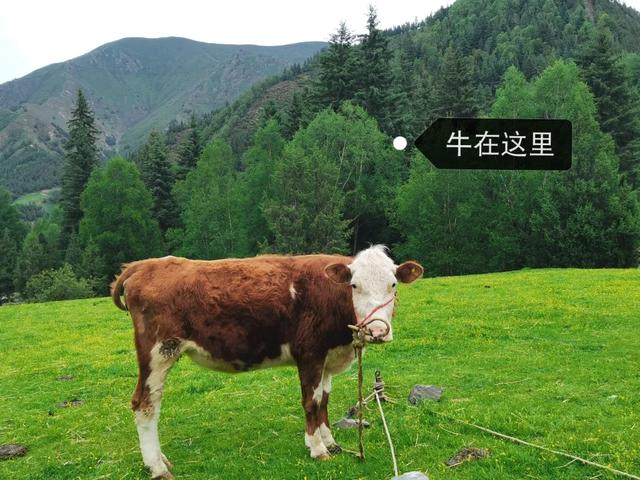不自驾、不跟团，一个人也要去新疆— —赛里木湖