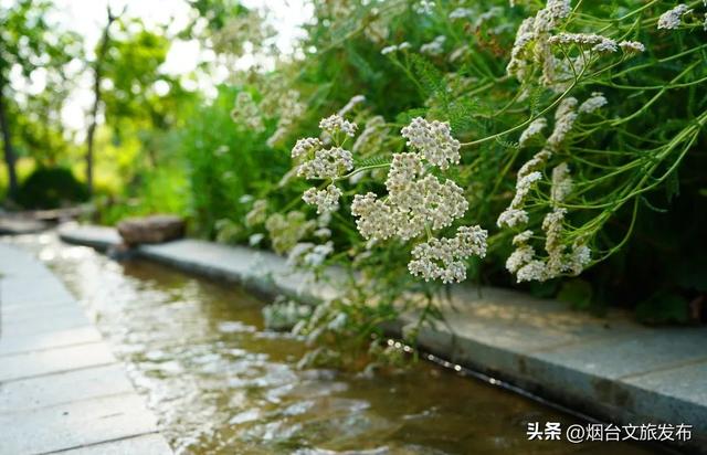 【乐游烟台】河畔「周末」| 秒降温5℃！烟台这个避暑地，谁还不知道→