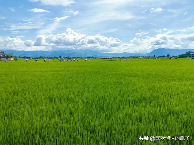 喜洲，藏在稻田里的浪漫