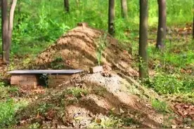 坟头边上的树木能不能砍掉，老人说注意4点就能砍掉图片