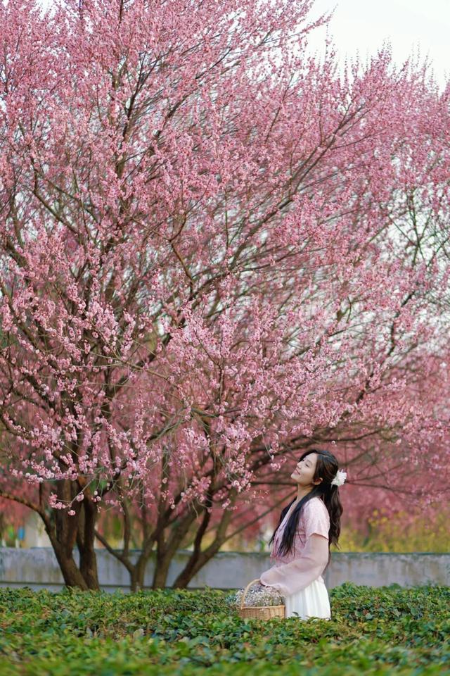 号外！十万梅花和一首诗在花乡茶谷等你！