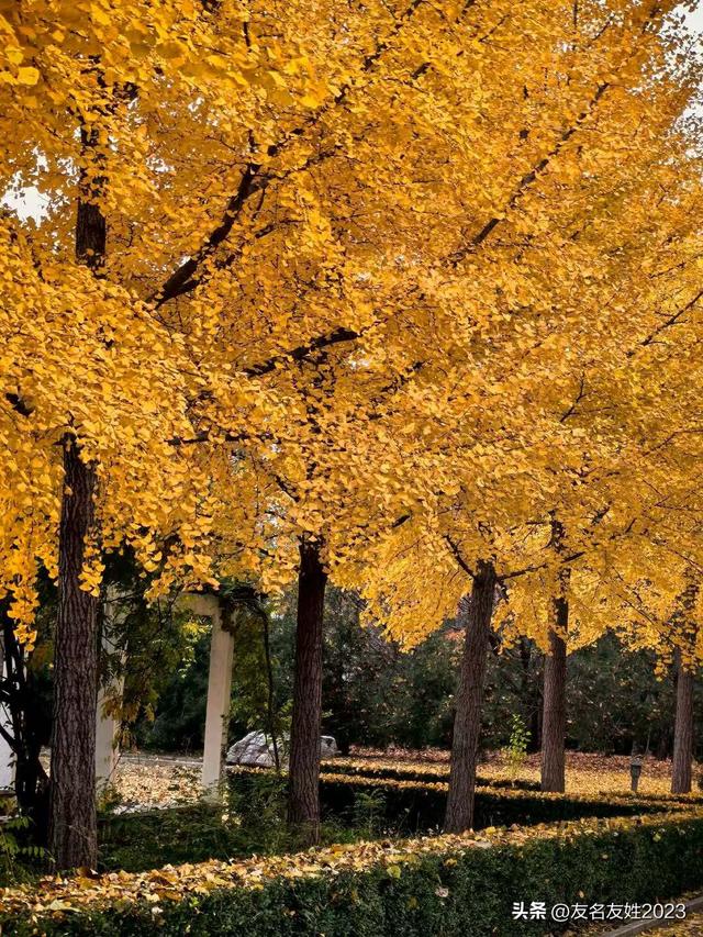 金陵初冬：六朝烟水间的一曲清冷与温存