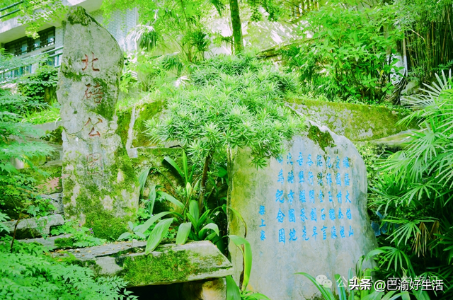 北碚公园竟是"大熊猫"命名地，原来藏着这么多秘密