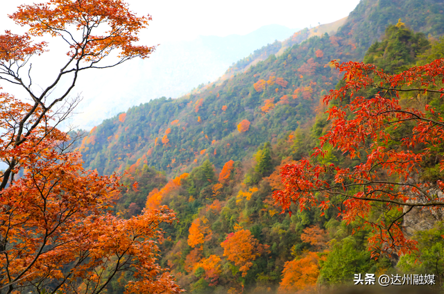 错过等一年！巴山大峡谷秋色刚开场，彩林已美成仙境！