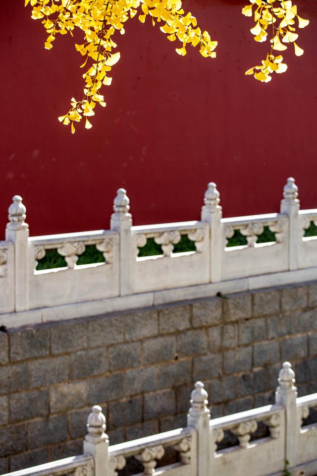 中山公园赏银杏