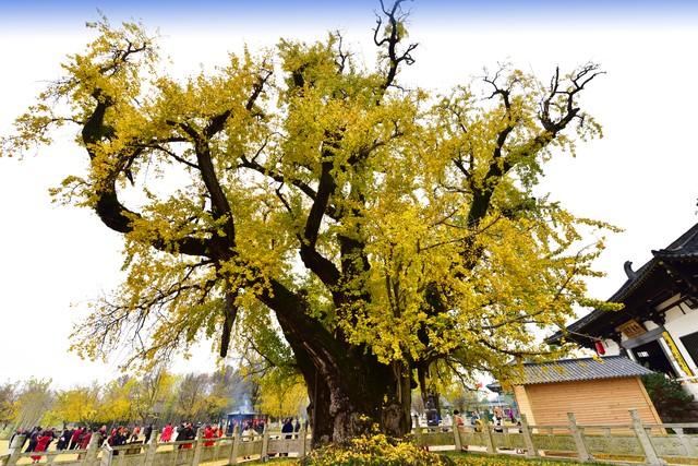 秋日寻禅南京老山：从兜率寺到惠济寺的徒步漫记