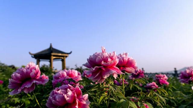 免票！半价！元旦假期随县多个景区推出优惠