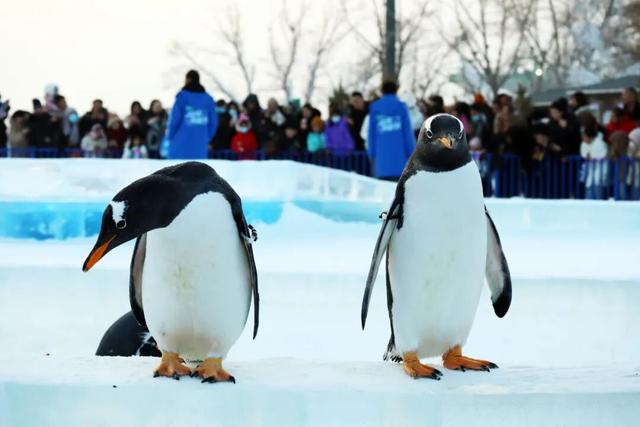 官宣啦！定档12月31日启幕！