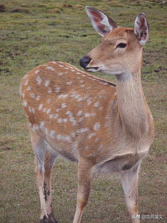 在深秋的根河邂逅驯鹿