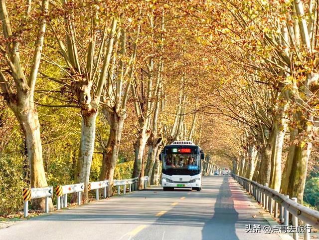 成都4大梧桐观赏地，17公里金色隧道，超级壮观，地铁公交直达！