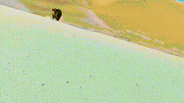 新疆阿尔金山上演现实版“熊出没”图片