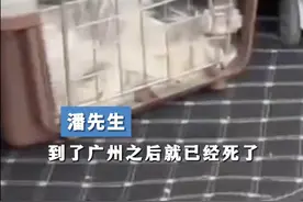 顺风车疑中途换车致顾客16只猫死亡，客服：核实后会处理图片