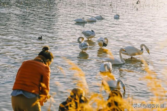 西安出发当日往返，天鹅湖游玩全攻略！