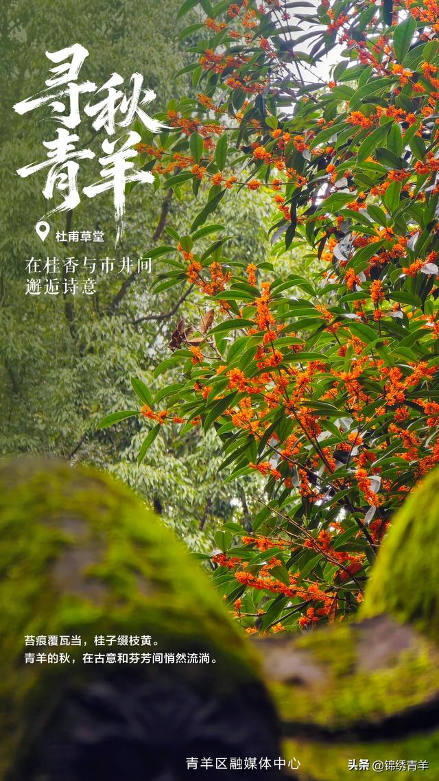 寻秋青羊：在桂香与市井间邂逅诗意